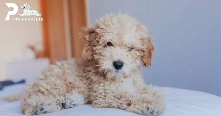 How Much Does a Toy Poodle Cost?