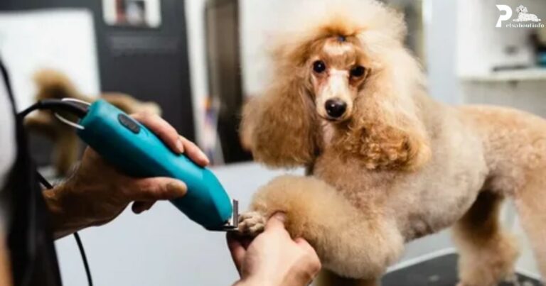 how to take care of poodle hairs